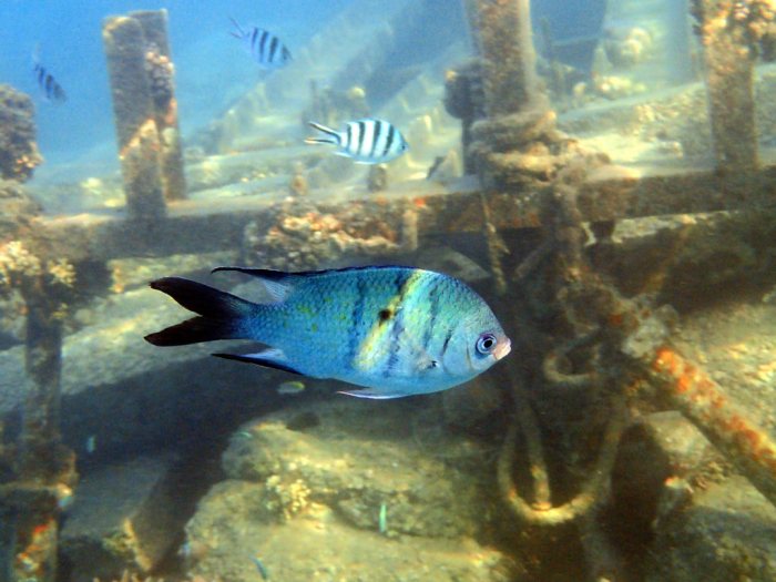 Abudefduf whitleyi