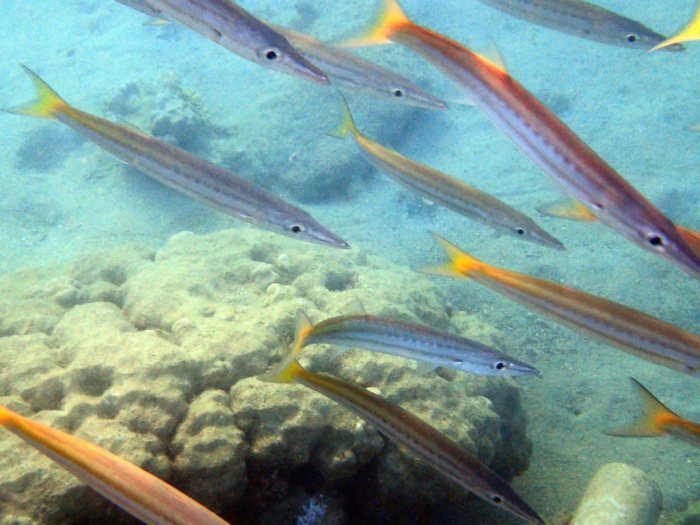 Sphyraena flavicauda