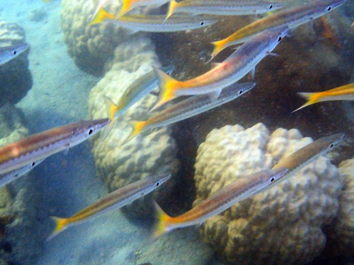 Sphyraena flavicauda