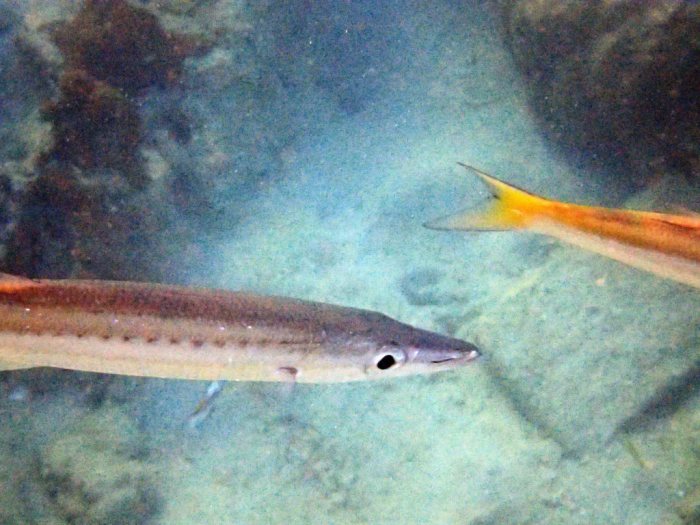 Sphyraena flavicauda
