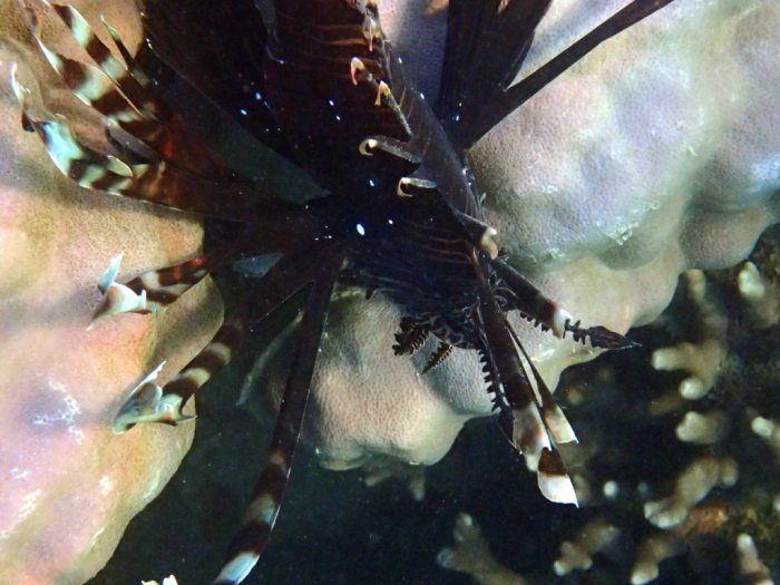 Poisson-scorpion