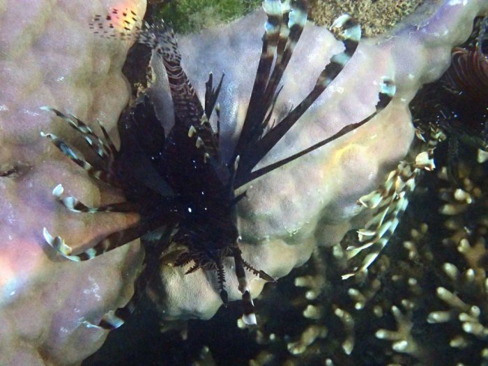 Poisson-scorpion