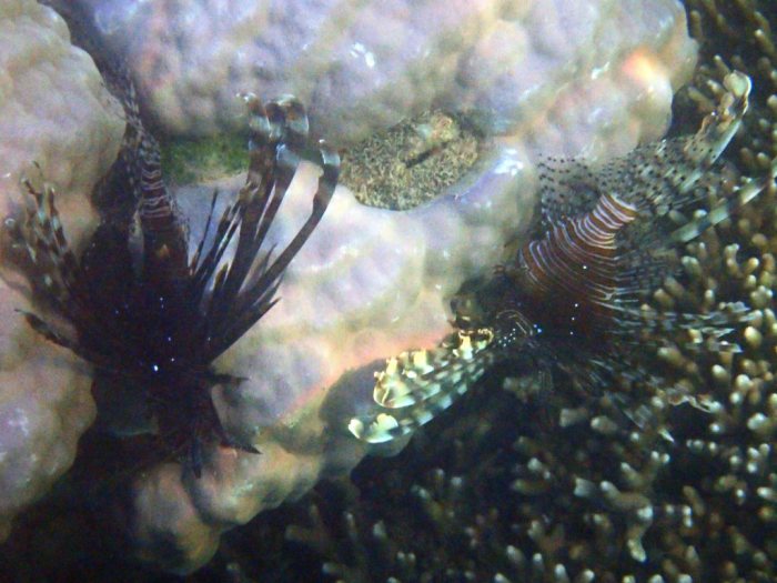 Poisson-scorpion