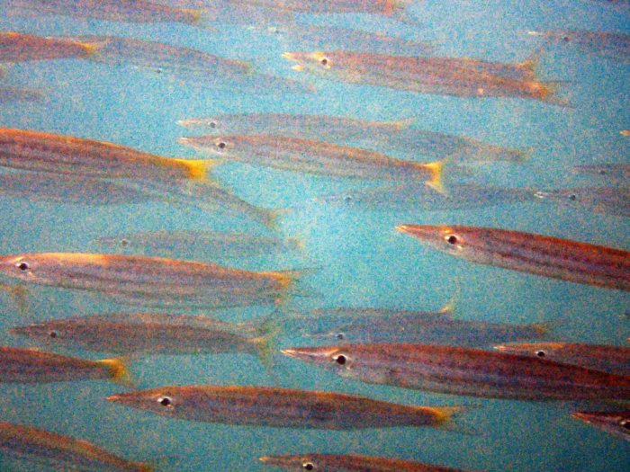 Sphyraena flavicauda