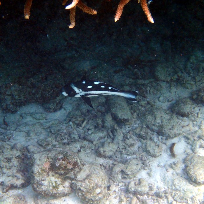 Macolor niger