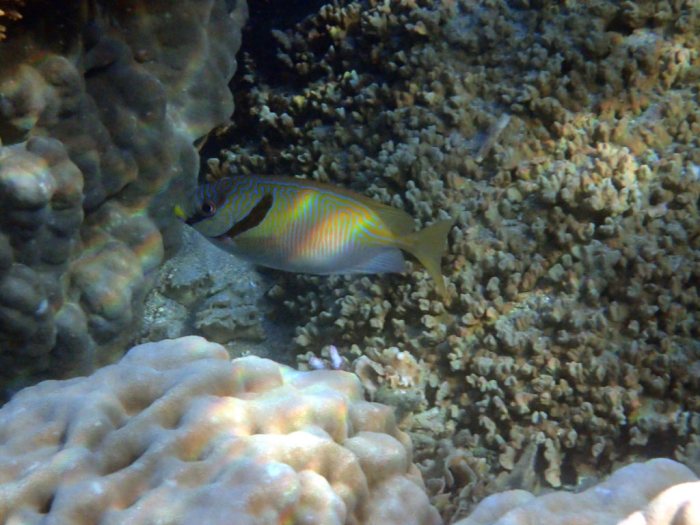 Siganus doliatus