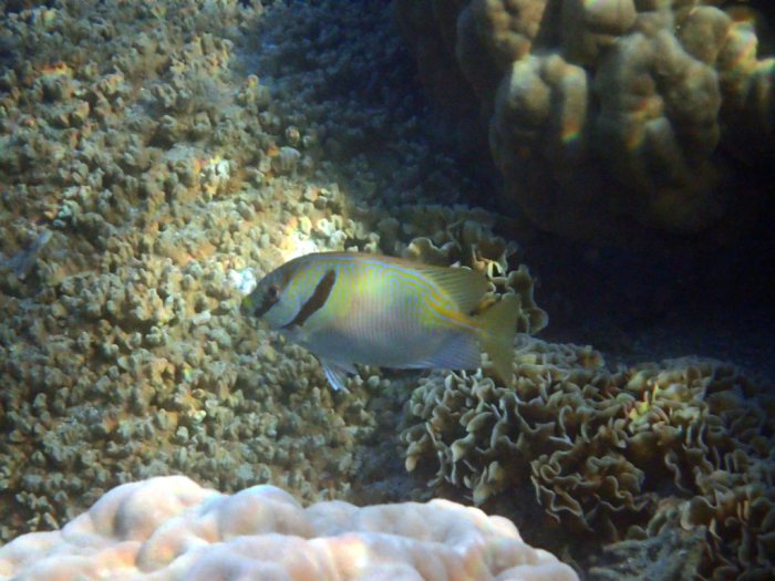 Siganus doliatus