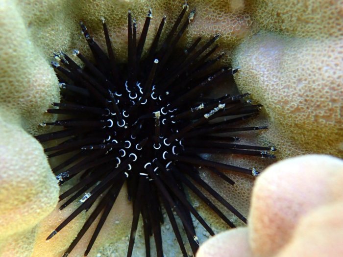 Paraselenia gratiosa