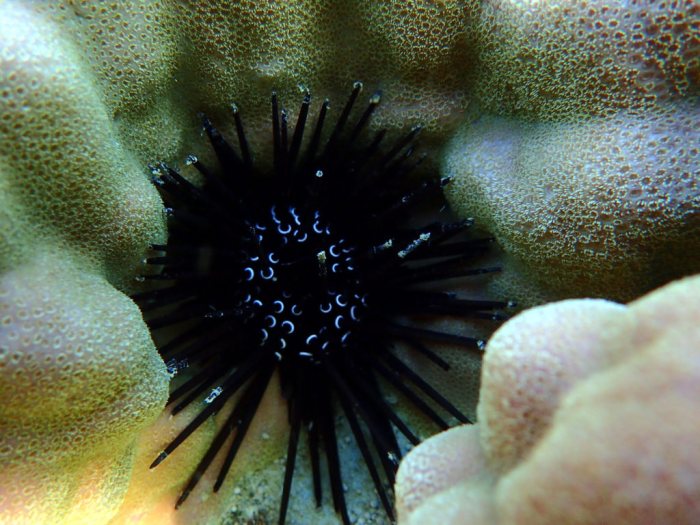 Paraselenia gratiosa