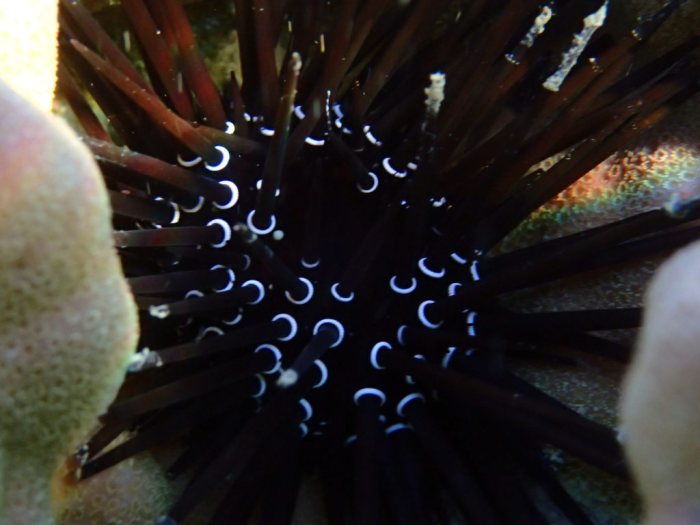 Paraselenia gratiosa