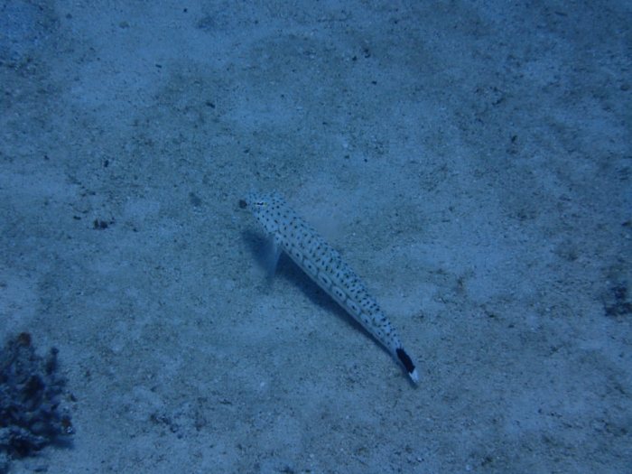Parapercis hexophtalma