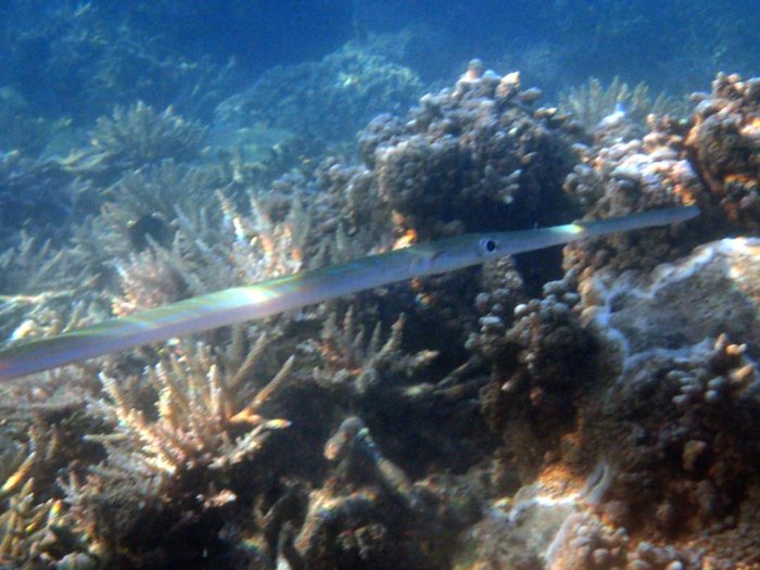 Fistularia commersonii