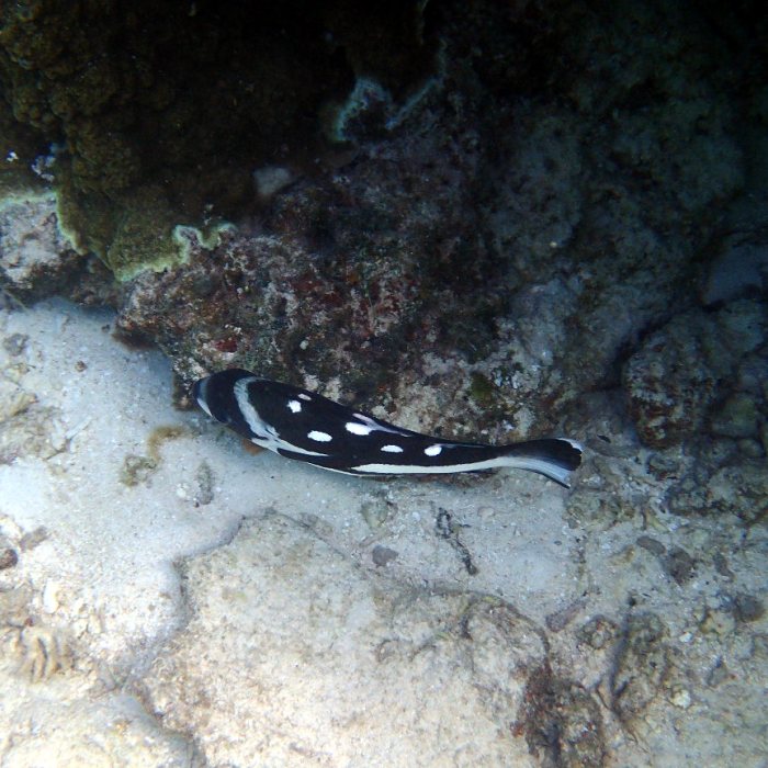 Macolor niger
