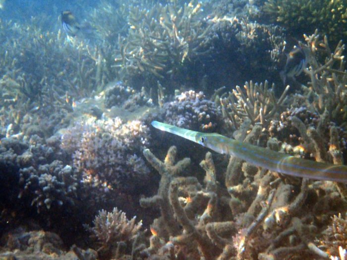 Fistularia commersonii