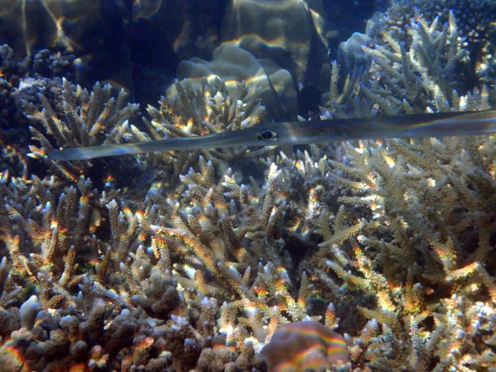 Fistularia commersonii
