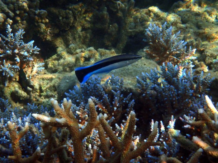 Labroides dimidiatus