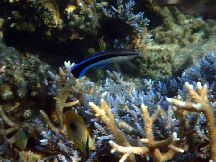 Labroides dimidiatus