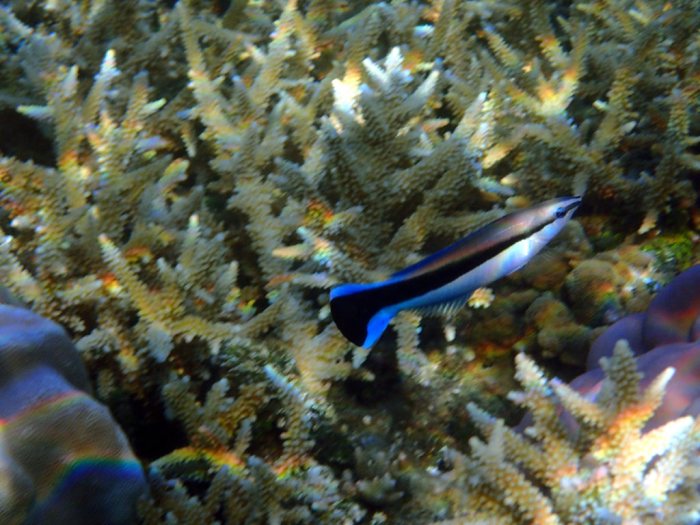 Labroides dimidiatus
