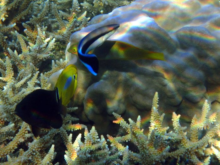 Labroides dimidiatus