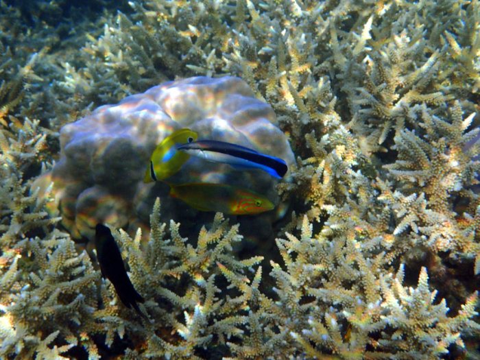 Labroides dimidiatus