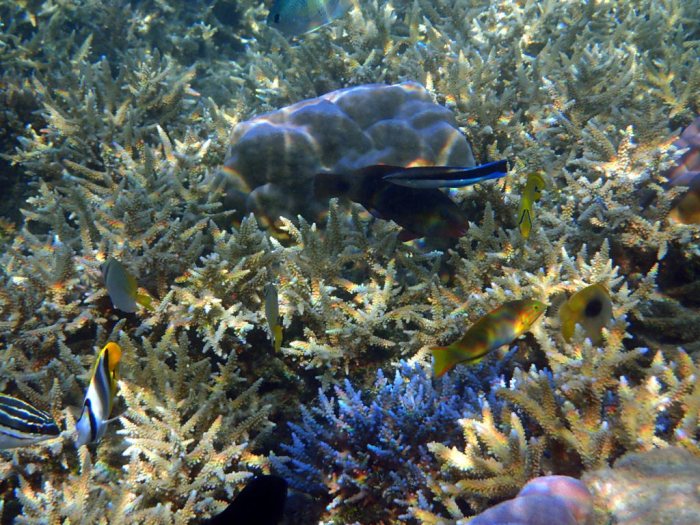Labroides dimidiatus