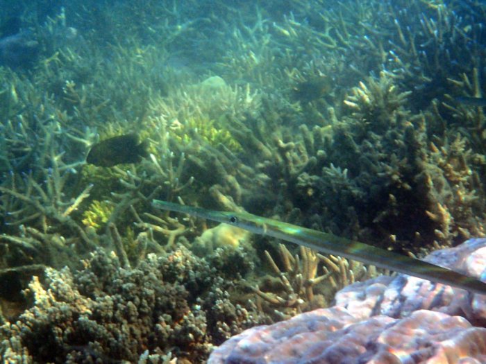 Fistularia commersonii