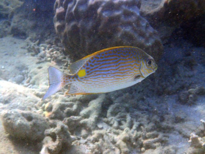 Siganus lineatus