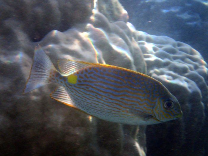 Siganus lineatus
