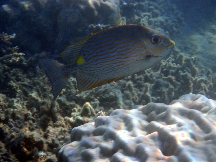 Siganus lineatus
