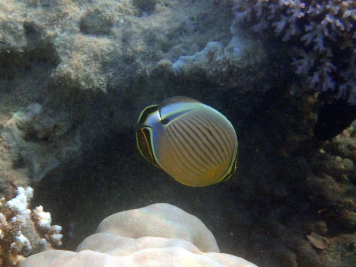 Chaetodon lunulatus
