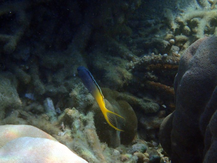 Meiacanthus atrodorsalis