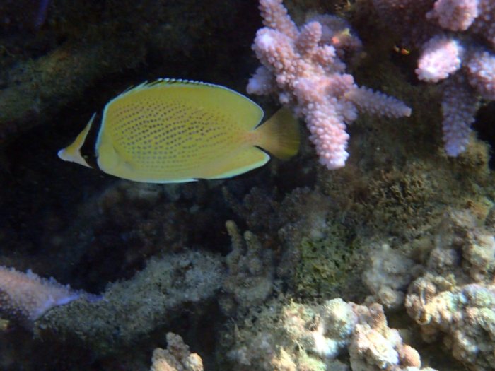 Chaetodon citrinellus
