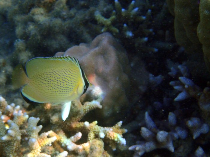 Chaetodon citrinellus