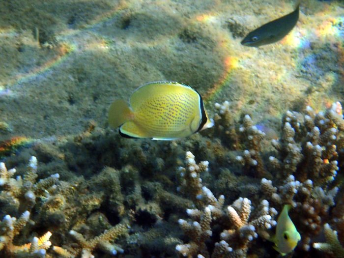 Chaetodon citrinellus