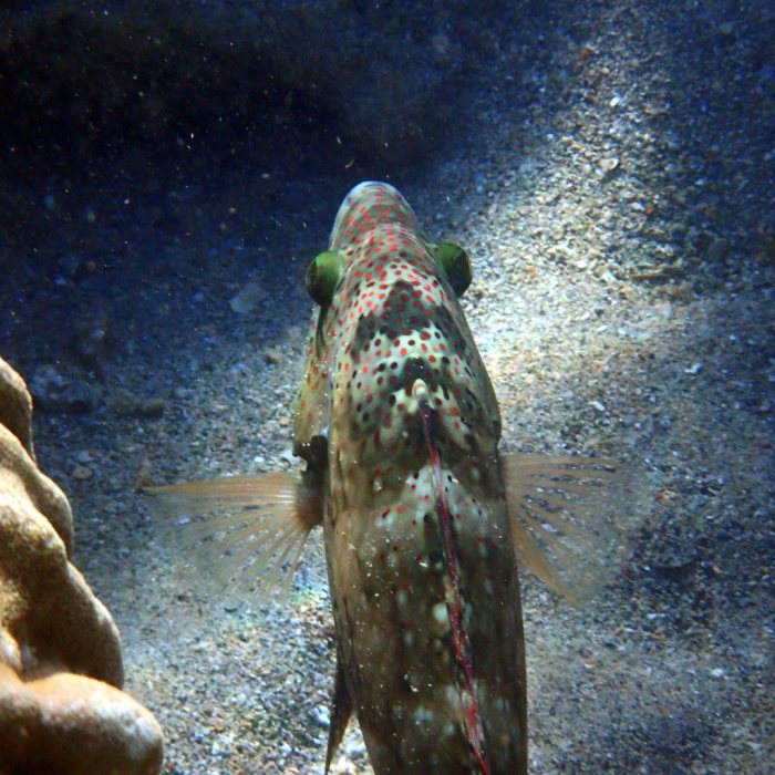 Cheilinus chlorourus
