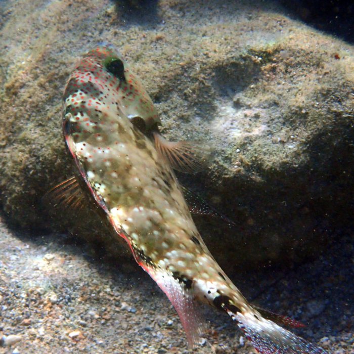 Cheilinus chlorourus