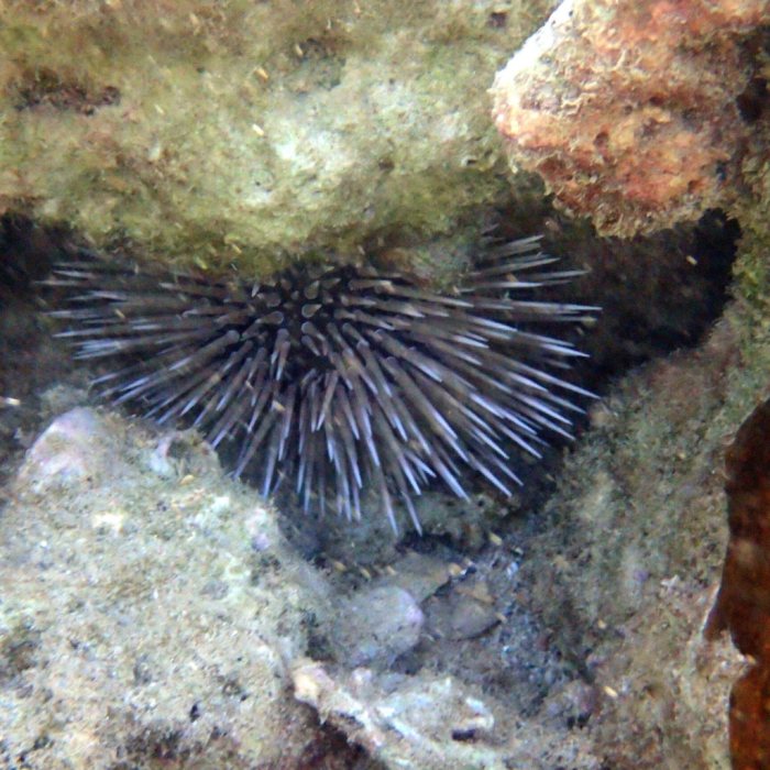 Echinometra mathaei