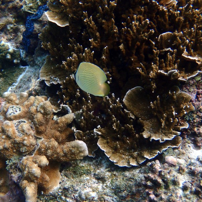 Chaetodon citrinellus