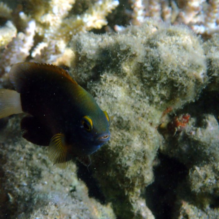 Pomacentrus chrysurus