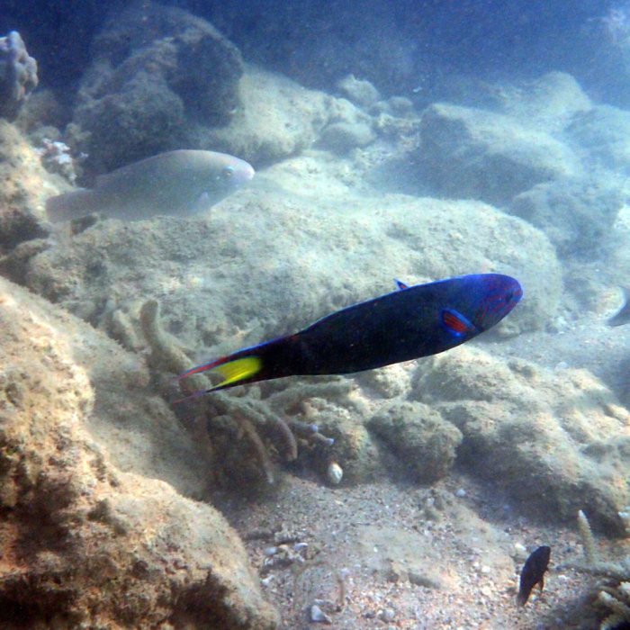 Thalassoma lunare