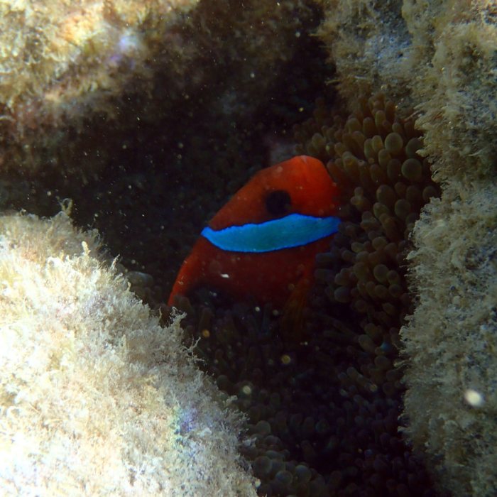 Amphiprion melanopus