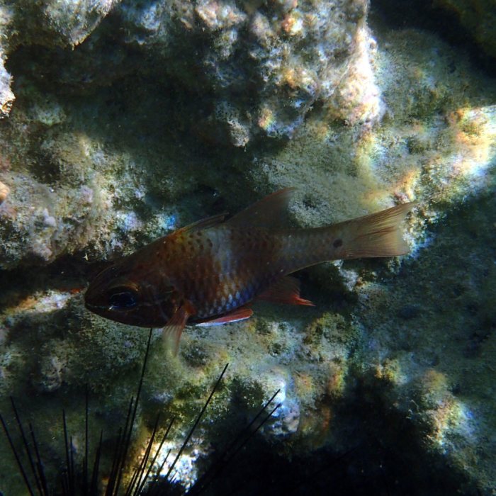 Ostorhinchus norfolcensis