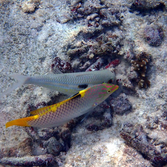 Halichoeres hortulanus