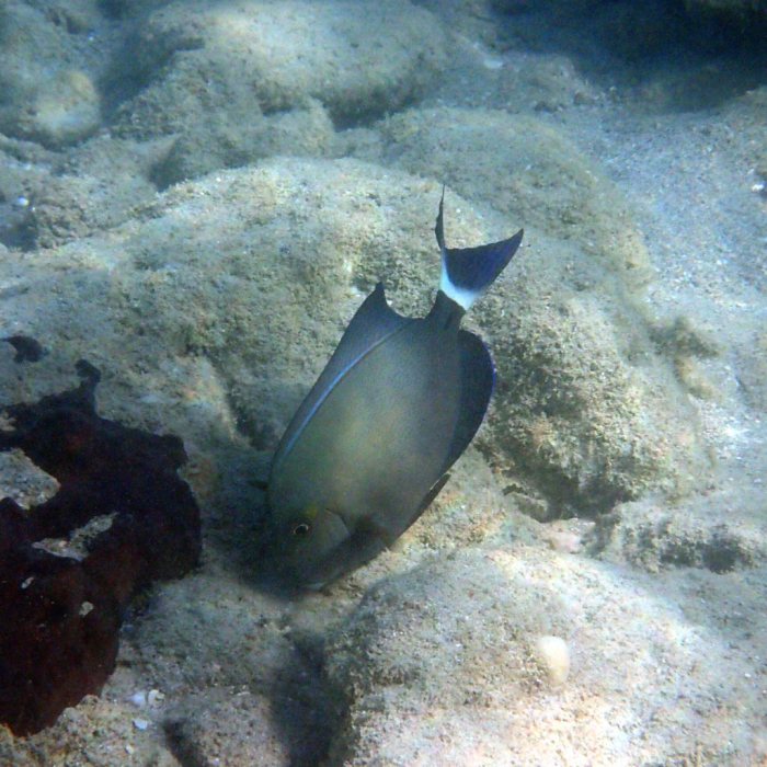 Acanthurus blochii