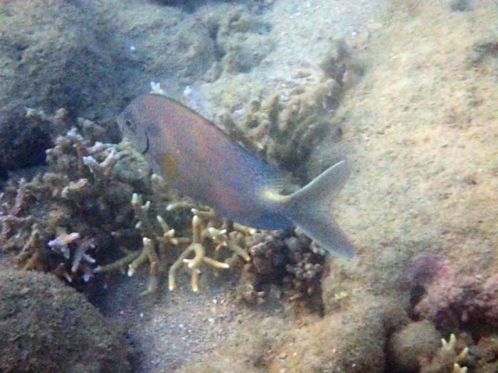 Siganus punctatus