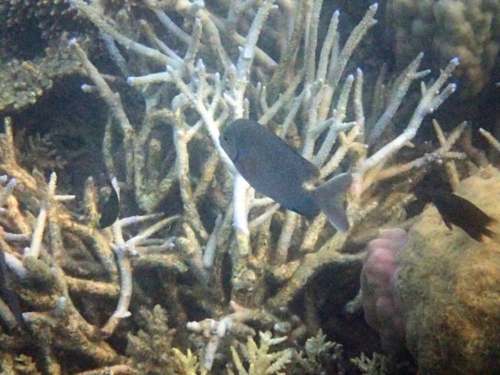 Siganus punctatus