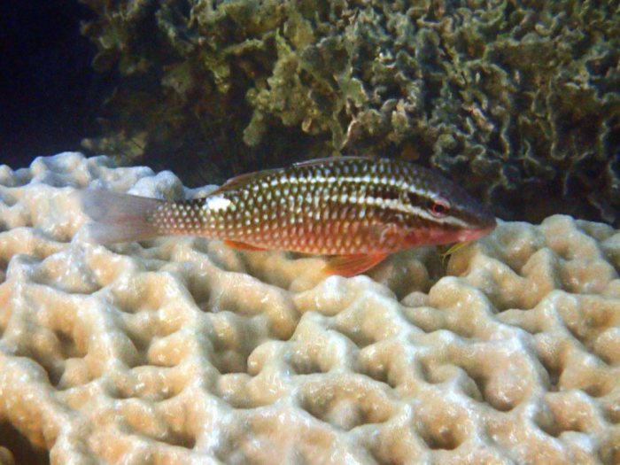 Parupeneus ciliatus
