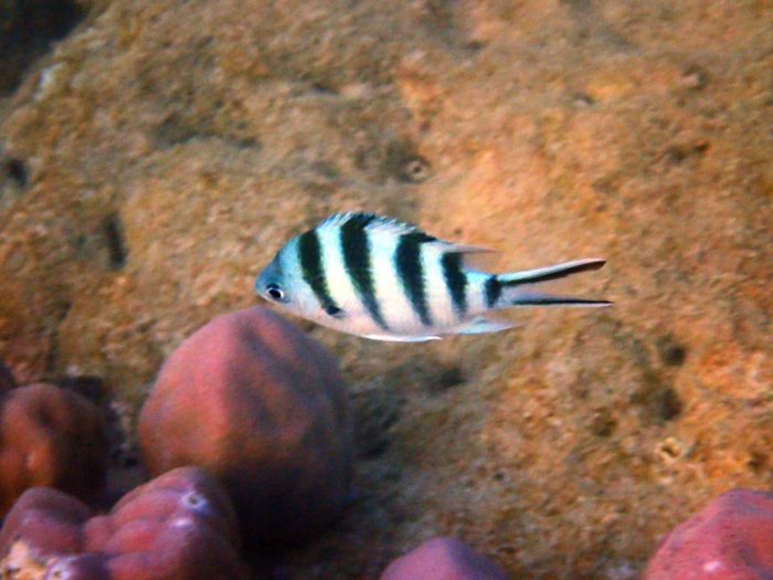 Abudefduf sexfasciatus