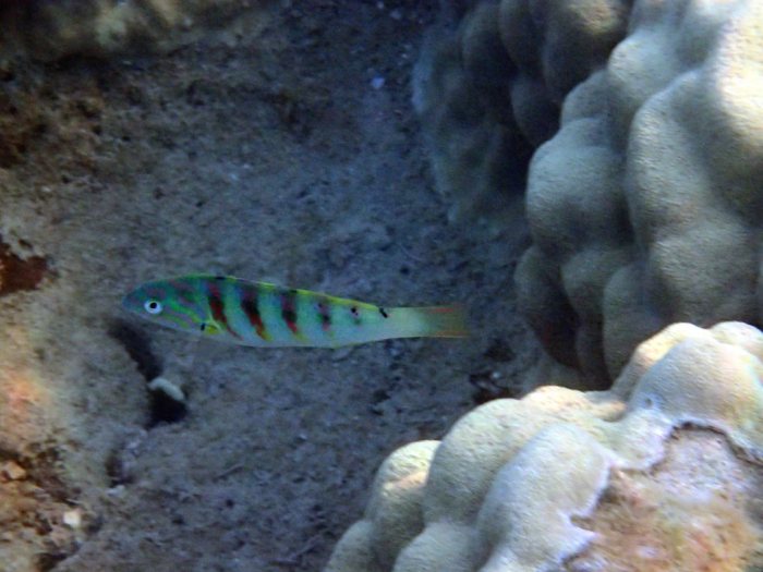 Thalassoma hardwicke