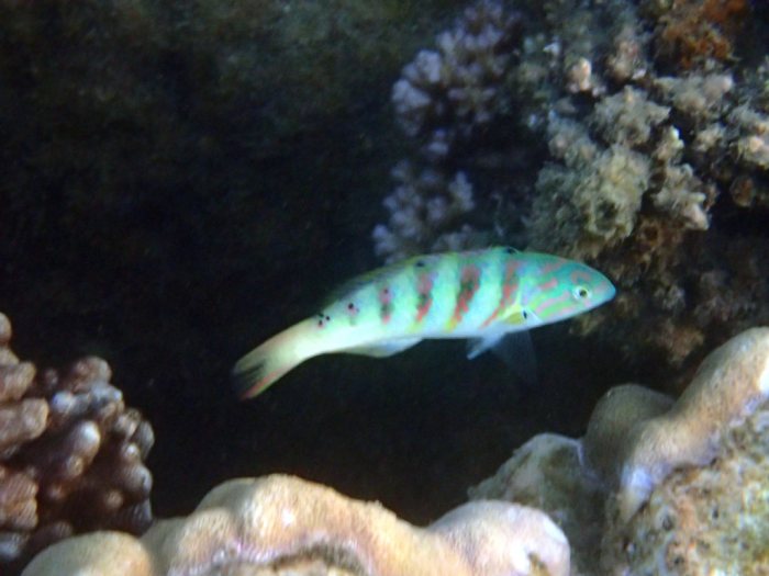 Thalassoma hardwicke
